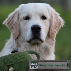 Polar Bear Protector green hemp leash with golden retriever puppy